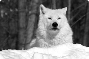 arcticwolf.jpg